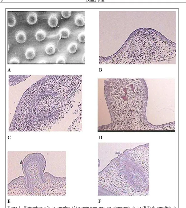 Figura 1 - Eletromicrografia de varredura (A) e corte transverso em microscopia de luz (B-F) da superfície da epiderme da pterilosis dorsopélvica (dorso) de embriões de frangos de corte da linhagem Cobb no 8 ο  e no 12 ο  dia de incubação, com alta tempera