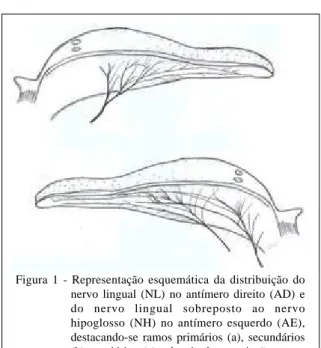 Figura 1 - Representação esquemática da distribuição do nervo lingual (NL) no antímero direito (AD) e do nervo lingual sobreposto ao nervo hipoglosso (NH) no antímero esquerdo (AE), destacando-se ramos primários (a), secundários (b), terciários (c) e locai