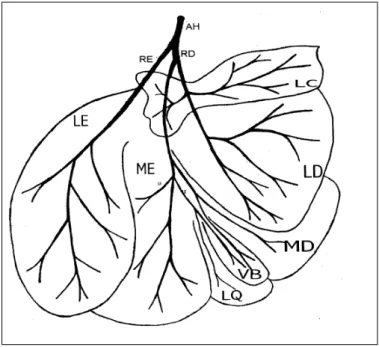 Figura 2 – Esquema representativo da face visceral do fígado de capivara (Hydrochaerus hydrochaeris), onde identificamos os lobos lateral esquerdo (LE), medial esquerdo (ME), quadrado (LQ), medial direito (MD), lateral direito (LD) e lobo caudado (LC), alé