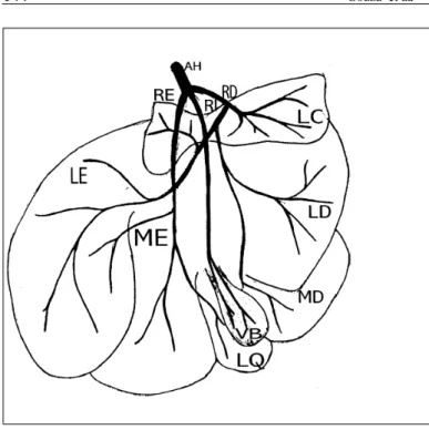 Figura 3 – Esquema da face visceral do fígado de capivara (Hydrochaerus hydrochaeris), onde identificamos os lobos lateral esquerdo (LE), medial esquerdo (ME), quadrado (LQ), medial direito (MD), lateral direito (LD) e lobo caudado (LC), além da vesícula b