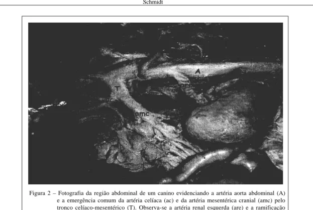 Figura 2 – Fotografia da região abdominal de um canino evidenciando a artéria aorta abdominal (A) e a emergência comum da artéria celíaca (ac) e da artéria mesentérica cranial (amc) pelo tronco celíaco-mesentérico (T)