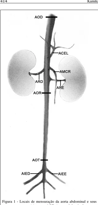 Figura 1 - Locais de mensuração da aorta abdominal e seus ramos (-) traço. AOD (aorta abdominal em seu segmento diafragmático); AOR (aorta abdominal em seu segmento caudal às artérias renais); AOT (aorta abdominal em seu segmento cranial à sua bifurcação);