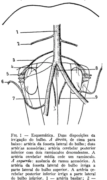 FIG. 1 — Esquemática. Duas disposições da  irrigação do bulbo. A direita, de cima para  baixo: artéria da fosseta lateral do bulbo; duas  artérias acessórias; artéria cerebelar posterior  inferior com dois ramúsculos descendentes