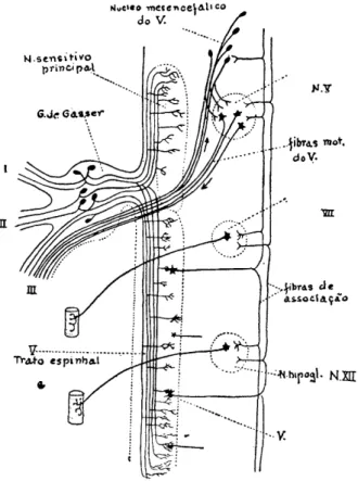 FIG. 2 — Diagrama da constituição do tracto  espinhal do trigêmeo. Estão também  represen-tados os núcleos e principais arcos reflexos  trigeminais (segundo Cajal, modificado por 