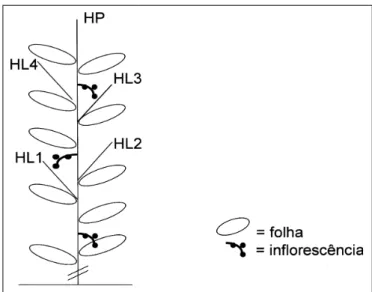Figura 1 - Representação esquemática da poda de condução e das hastes usadas para estimativa do filocrono nos três genótipos de tomateiro deste estudo