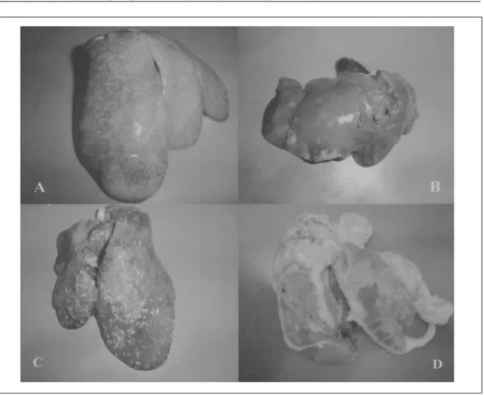 Figura 1 - Fígados de Gallus gallus.  Aspectos macroscópicos mais tipicamente relacionados aos respectivos diagnósticos morfológicos.