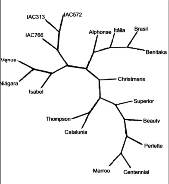 Figura 3 -  Dendrograma construído pelo programa Phylip versão 3.2, que relaciona todas as cultivares de Vitis  sp