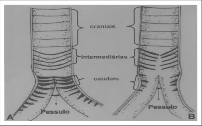 Figura 3 - A. Desenho esquemático da vista dorsal da siringe de galinha d’angola macho