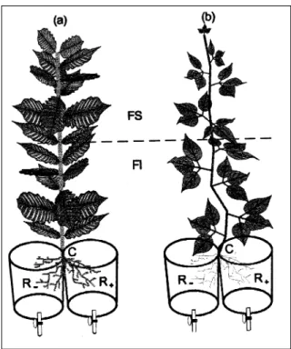 Figura 1: Representação esquemática dos vasos geminados e da divisão de cafeeiro(a) e de feijoeiros (b) por ocasião da colheita: FI, folha inferior; FS, folha superior; C, caule; R- raiz sem zinco; R+ raiz com níveis de Zn.