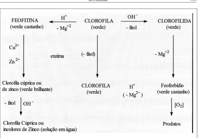 Figura 2 - Esquema de degradação da clorofila - Fonte BOBBIO, 1995.