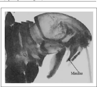 Figura 1 - Fêmea de Rhynchopsyllus pulex.