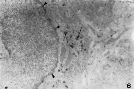 Fig. 6 — Electron micrograph showing a part of lamellar cell body. Reaction  products are observed in the nuclear envelope (arrowheads) and the cisternae  of the rough endoplasmic reticulum (arrows) of the lamellar cell
