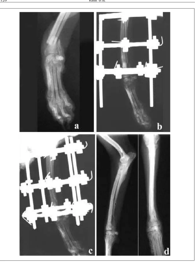 Figura 2 - Evolução do caso 4. Aspectos radiográficos do rádio e ulna: (a) pré-operatório em posição craniocaudal; (b) trans-operatório, em posição lateral, mostrando discreta sobreposição da extremidades fraturadas do rádio (c) 30 dias de pós-operatório, 