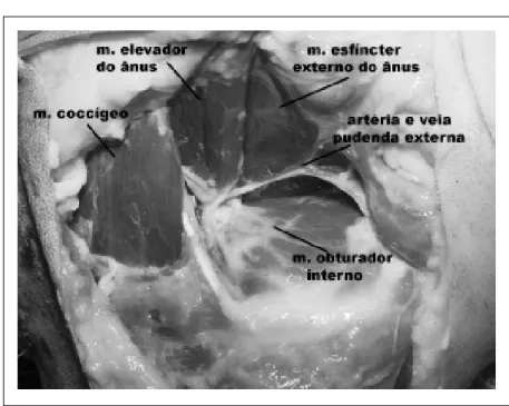 Figura 1 – Anatomia cirúrgica dos músculos que compõem o diafragma pélvico do cão.