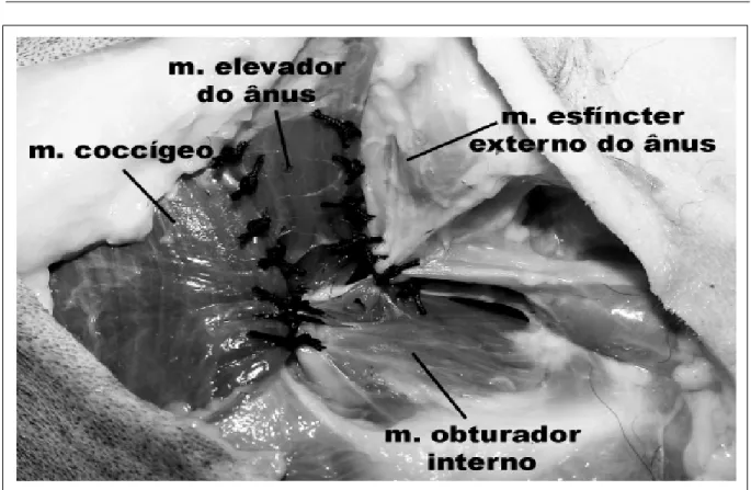 Figura 2 – Demonstração da reconstrução do diafragma pélvico de cão pelo método tradicional de suturas