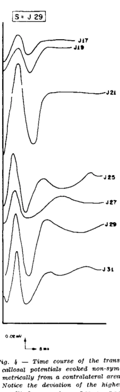 Fig. k — Time course of the trans- trans-callosal potentials evoked  nonsym-metrically from a contralateral area