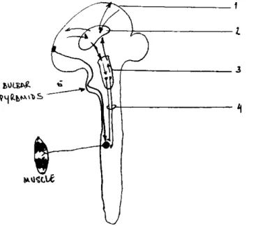 Fig. 1 — Classical schema  of extrapyramidal system  (EPS). 1 is the cortical EP  level; 2, basal ganglia  le-vel; 3, brainstem level and  1,, descending supra-spinal  EP tracts