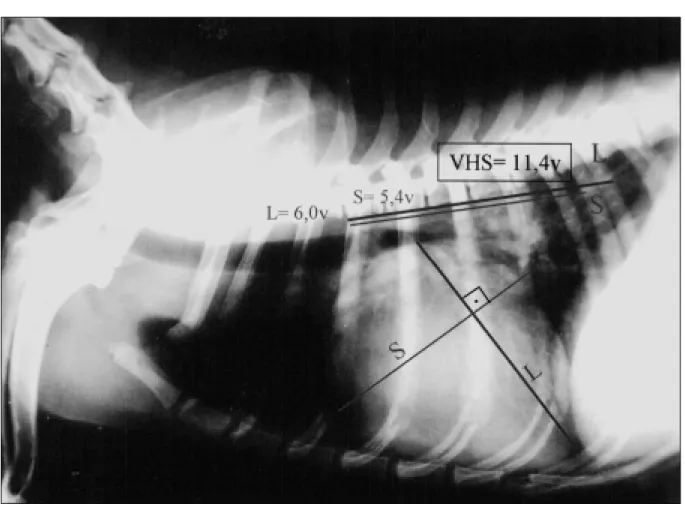 Figura 2 - Aplicação do método de VHS em figura de radiografia em projeção lateral esquerda-direita de toráx em cão portador de fibrose valvar crônica