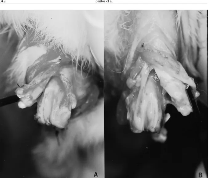 Figura 1 - Aspecto macroscópico do sulco da  tróclea dos joelhos direito (a) e esquerdo (b) aos 15 dias de pós-operatório