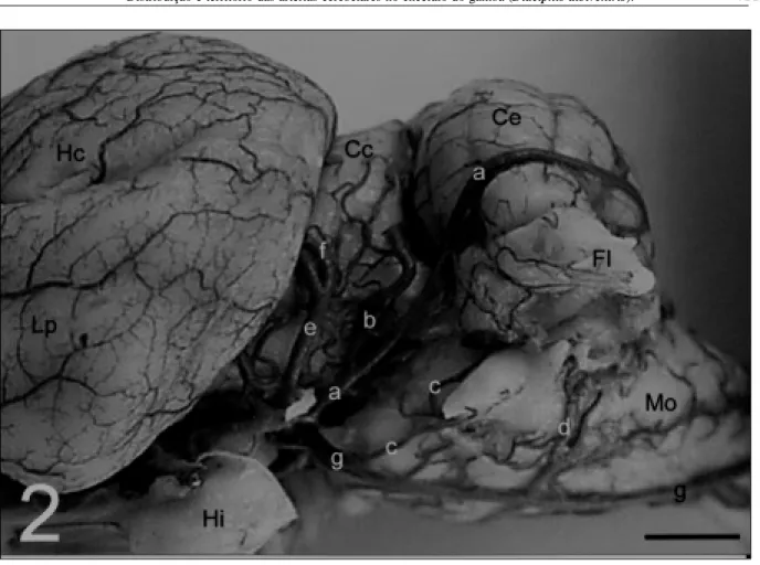Figura 2 – Fotografia da vista lateroventral, antímero esquerdo, do encéfalo de  Didelphis  albiventris