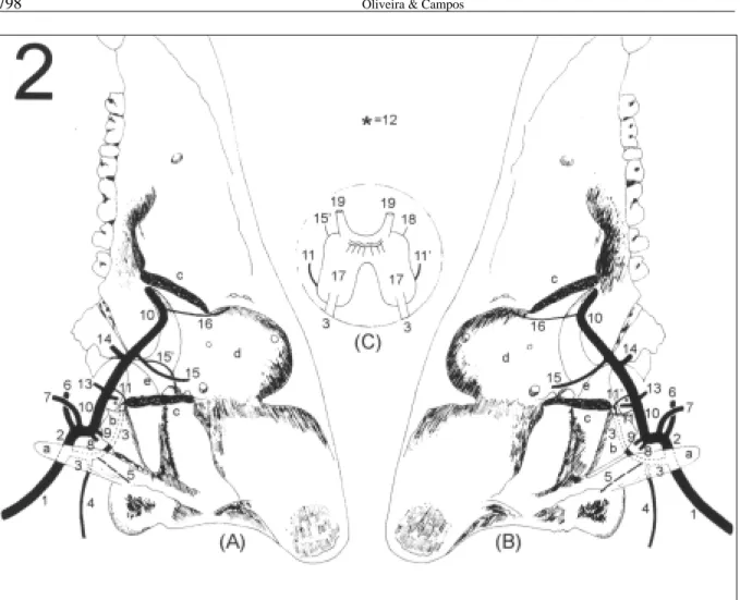 Figura 2 – Desenho esquemático das artérias que chegam ao crânio: A – Vista lateral esquerda, B – Vista lateral direita, C – Detalhe da rede admirável epidural rostral (RAER) em vista dorsal