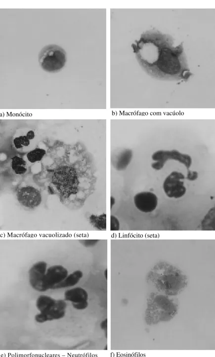 Figura 1 – Fotomicrografias de células de amostras de búfalas (Bubalus bubalis) hígidas, identificadas morfologicamente empregando microscopia óptica de imersão (1000x).