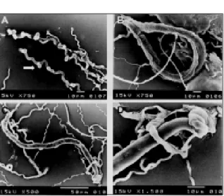 Figura  1 -  Elétron-micrografias de varredura de Monacrosporium robustum. A) Aspecto das estruturas de captura na forma de ramo adesivo (seta)