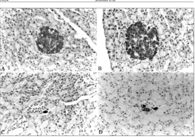 Figura 1 - Ilhotas pancreáticas com células b imunocoradas para insulina (indicadas pelas setas)