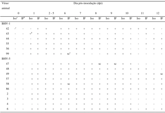 Tabela 1 - Detecção de vírus em secreções nasais e de antígenos virais em células descamativas do epitélio nasal de animais inoculados com os herpesvírus bovino tipos 1 e 5 (BHV-1 e BHV-5).