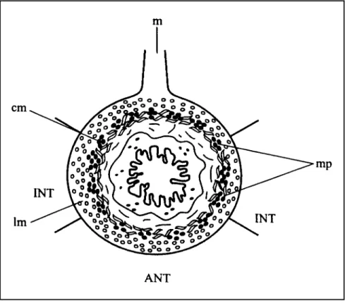 Fig 1. Schematic illustration of a transverse section of the duodenum, depicting the myenteric plexus (mp) between the circular (cm) and longitudinal (lm) muscle layers and showing the antimesenteric (ANT) and intermediate (INT) regions of the duodenal cir