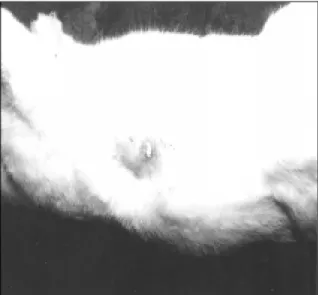 Figura 1  Coelha, apresentando abscesso na região mamáriaa direita.