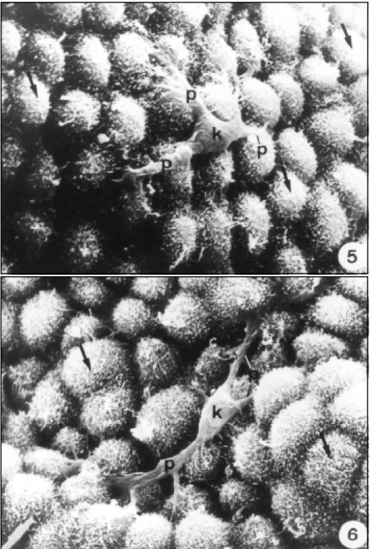 Figs 5 and 6. Free cells of Kolmer (k) resting at the surface of the choroid epithelium