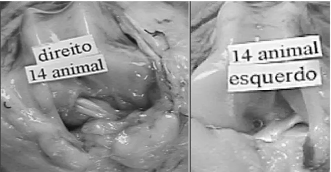Figura 2 - Aspecto macroscópico do implante de tendão extensor longo dos dedos aos 45 dias de evolução pós-operatória em que o fio d mononáilon está apenas parcialmente visível