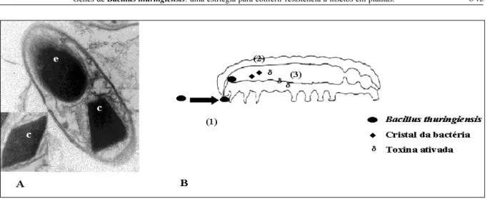 Figura 1 - O Bacillus thuringiensis e modo de ação das proteínas Cry produzidas por Bt