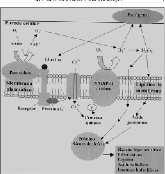 Figura 1  Relação entre ataque de patógeno e mecanismos de defesa de plantas. Adaptado de TAIZ &amp; ZEIGER (1998) e DANGL et al