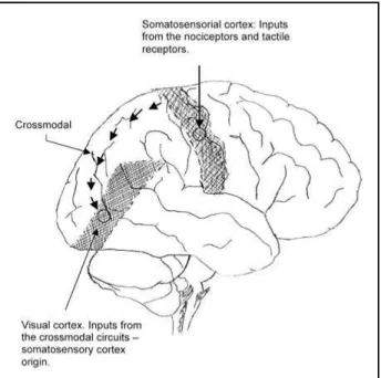 Fig  2.  Confluences  between  tactile  sensitiveway  and  nocicep- nocicep-tiveway.