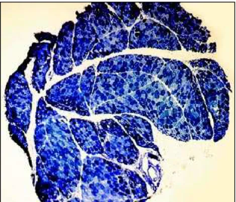 Fig 1. Transversal sect ion of  f rozen skelet al m u scle, 5 µ  o f  t h ick n ess, h ist o ch em ical preparat ion of  NADH, 40x