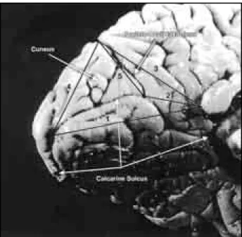 Table 1 summarizes the results of the measured distan- distan-ces on the medial surface of the occipital lobe (Fig 1).