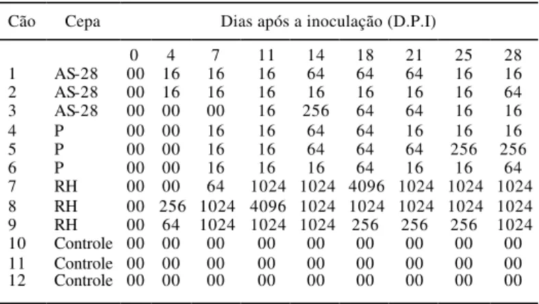 Tabela 1  - Títulos de anticorpos IgG anti-T. gondii  à Reação de  ImunofIuorescência Indireta em cães jovens inoculados  experimentalmente com três cepas do parasito