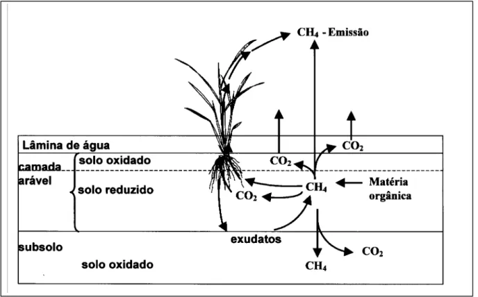 Figura 1 – Fluxograma representativo da produção e emissão de metano em lavouras de arroz
