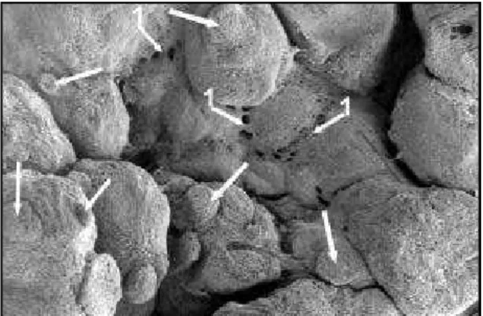 Fig 4. Photomicrograph evidencing the bundles of collagen fibers of parallel orientation coming from  the dura mater (fd) associated to meshwork-like bundles of collagen fibers on the capsule of the arachnoid granulation (fa)