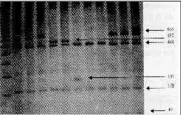 Figura 2 – Genotipagem do gene GH com a enzima DdeI em gel de agarose 2,5%. M-marcador de 100 pares de base; as colunas 1 e 3 mostram o genótipo D2D2 e as  colu-nas 2 e 4 mostram o genótipo D1D2.