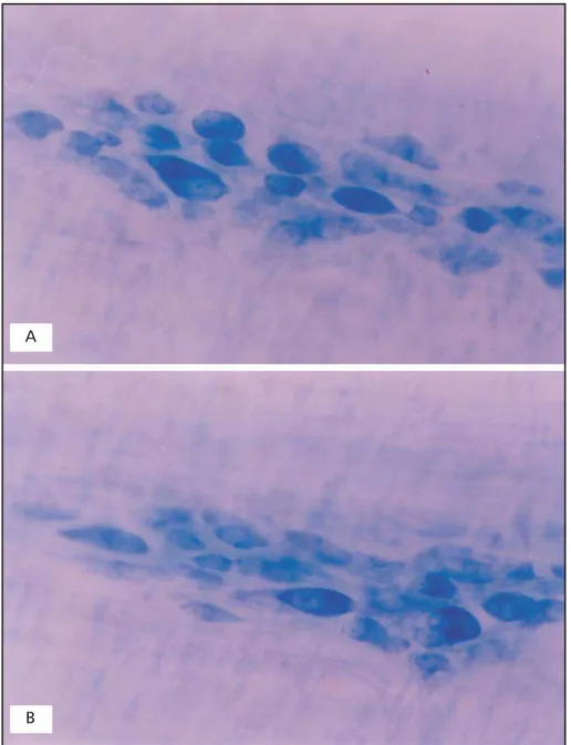 Fig 1. Whole-mount showing Giemsa-stained neurons in the myenteric plexus of the descending colon of adults rats of control group (A) and treated group (B)