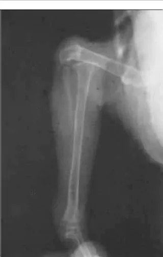 Figura 1 - Artrodese de joelho em papagaio (Amazona aestiva). Aspecto radiográfico da luxação do joelho.