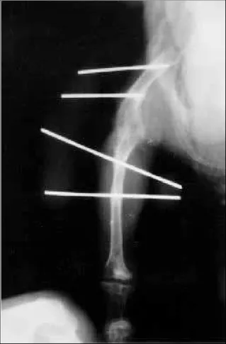 Figura 3 - Artrodese de joelho em papagaio (Amazona aestiva). Aspecto radiográfico após 60 dias do procedimento cirúrgico, observar (seta) a união (artrodese) entre o fêmur e o tibiotarso.