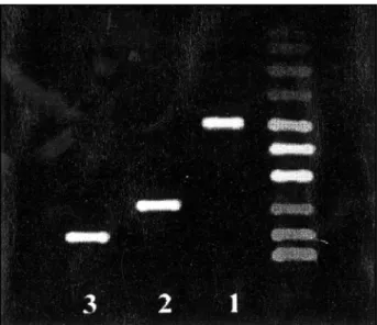 Fig. Electro p h o resis of PCR amplification products in agaro s e gel (2%). Results are compared to molecular weight markers and DNA sequences of Streptococcus sp