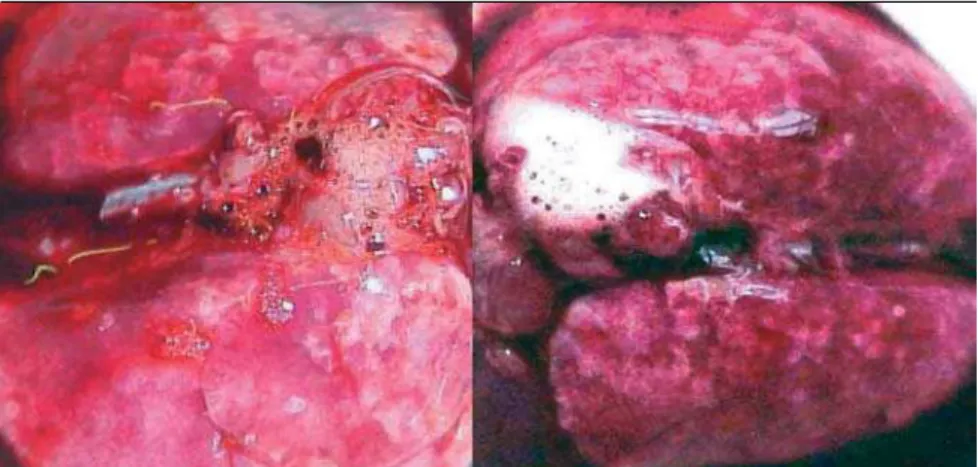 Fig 2. Macroscopic aspects of the pulmonary edema in rats submitted to spinal cord com - -pression study during 60 seconds.