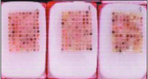 Fig 1. Microarray prepared paraffin blocks.