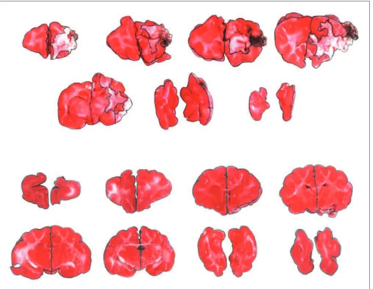Fig 2. Distribution of percentages of brain ischemic areas in re- re-lation to the non-ischemic hemisphere in both experimental  groups (significant difference, P=0.0433, Mann-Whitney U).