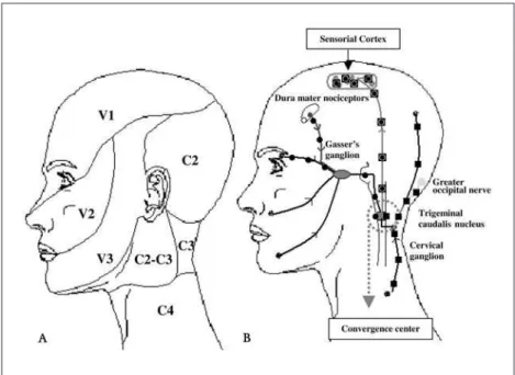 Fig 2. Convergence mechanisms between  cervical and trigeminal nociceptive  sys-tem. (A) Nociceptive distribution of the  trigeminal and cervical system; (B)  Ilustra-tive convergence mechanisms during the  migraine attacks